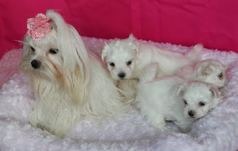 Nos chiots